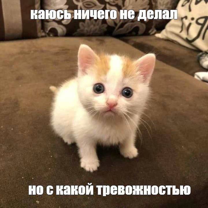 720x720