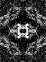 2000x2666