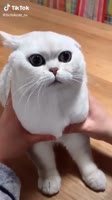 540x960