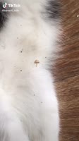 540x960