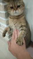 544x960