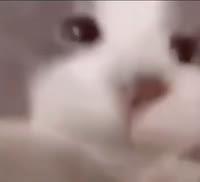 394x360