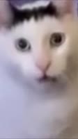 480x854