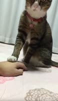 360x618