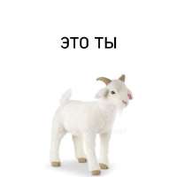 736x736