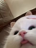 724x960