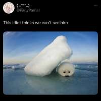 736x736
