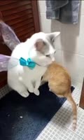 384x638