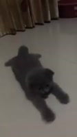 720x1278