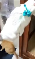 384x638