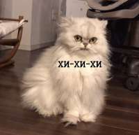 736x713