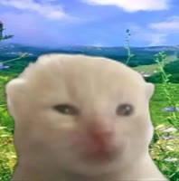 480x484