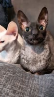 576x1024