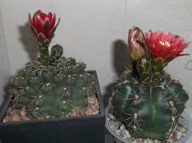 500x375