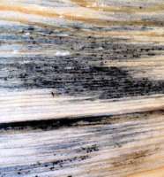 350x375