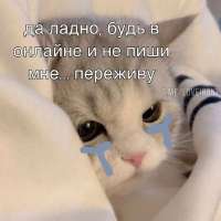 736x736