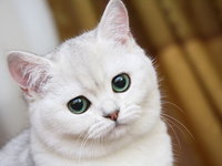 141