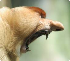 56