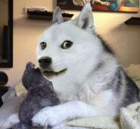 500x460