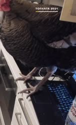 382x632