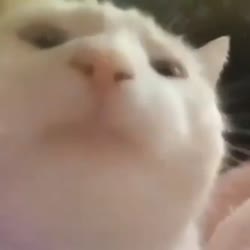 278x278