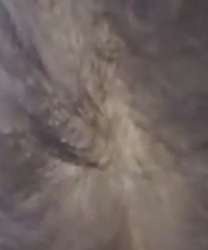 229x275