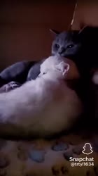 406x720