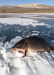 540x750