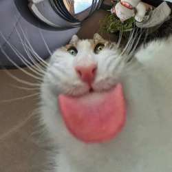 1080x1080