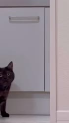 460x816