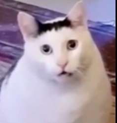 393x414
