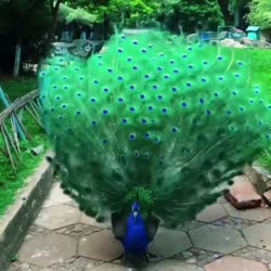 720x720
