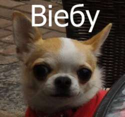 256x240