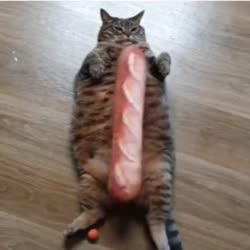 460x460