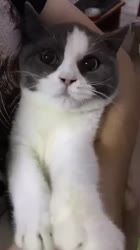540x960