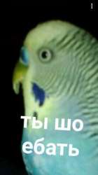337x600