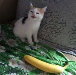 400x398