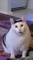 480x854