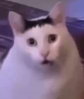 593x691