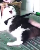 480x600