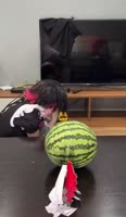 720x1236