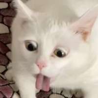 1079x1079