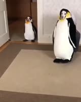 480x600
