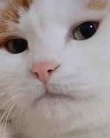 640x800