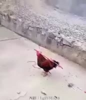 310x360