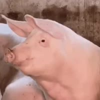 288x288