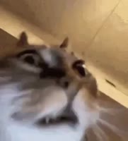 290x320