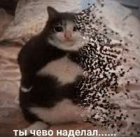 498x488