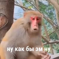 480x480