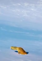 246x360